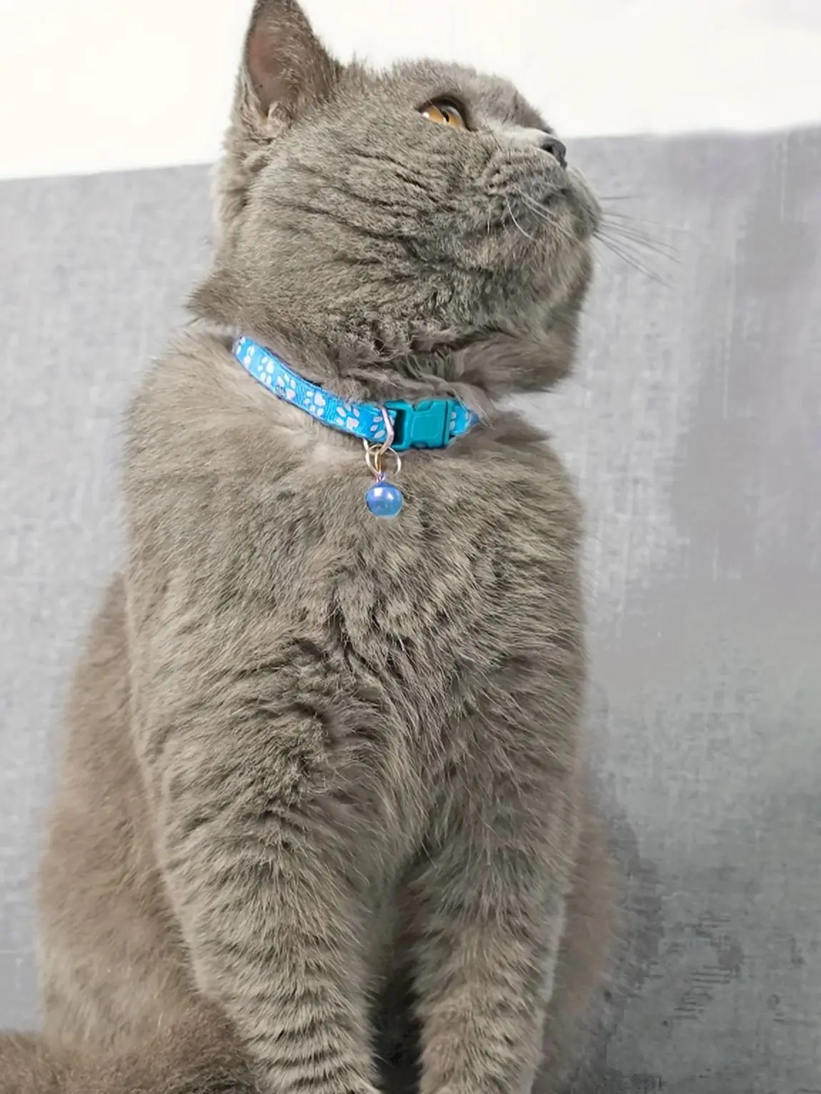 Fashion Pet Cats Collar Colorful Pattern Cute Bell Adjustable Collars for Cats Kitten DIY Ring Necklace Pet Accessories