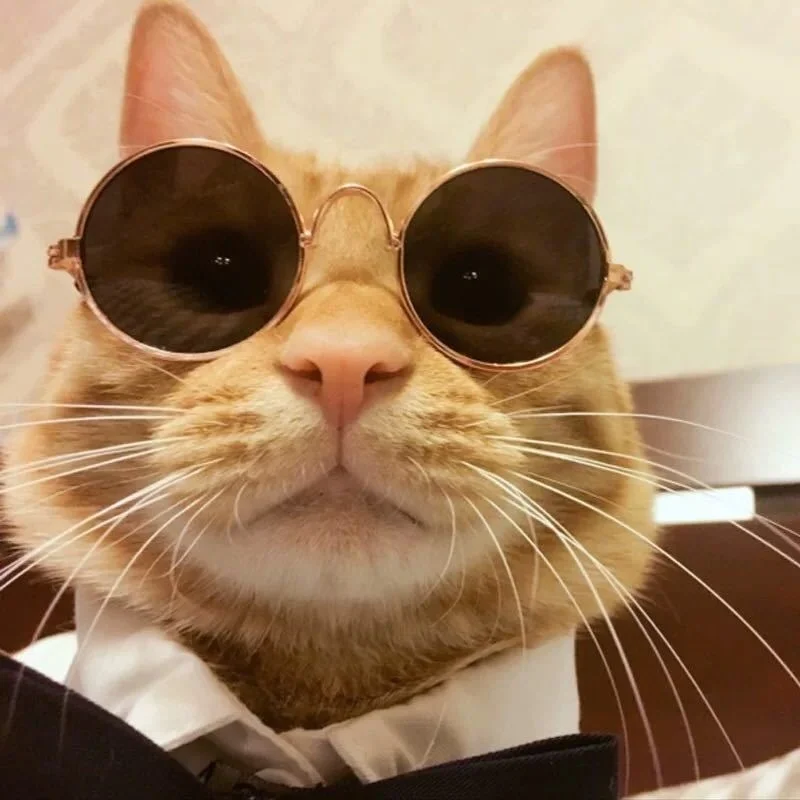 Cute Small Dog / Kitty Animal Eyewear Cute Small Dog / Kitty Animal Eyewear