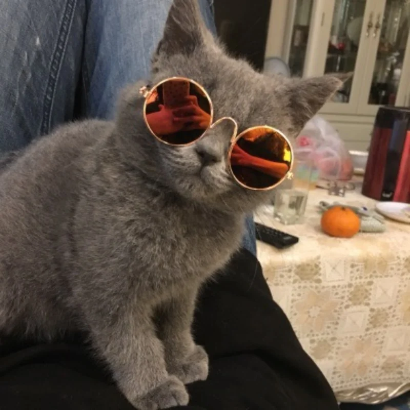 Cute Small Dog / Kitty Animal Eyewear Cute Small Dog / Kitty Animal Eyewear