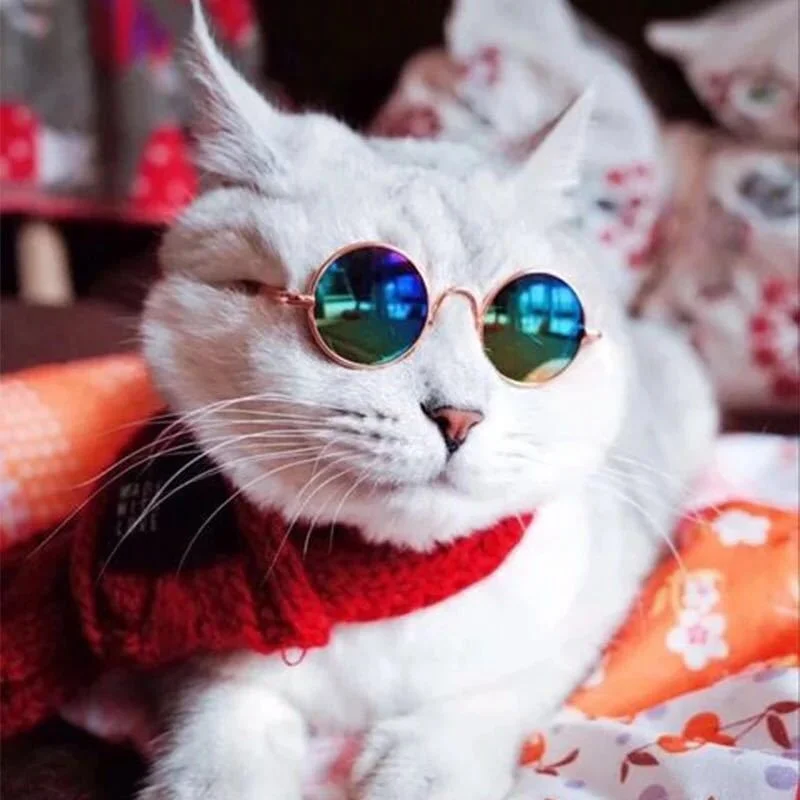 Cute Small Dog / Kitty Animal Eyewear Cute Small Dog / Kitty Animal Eyewear